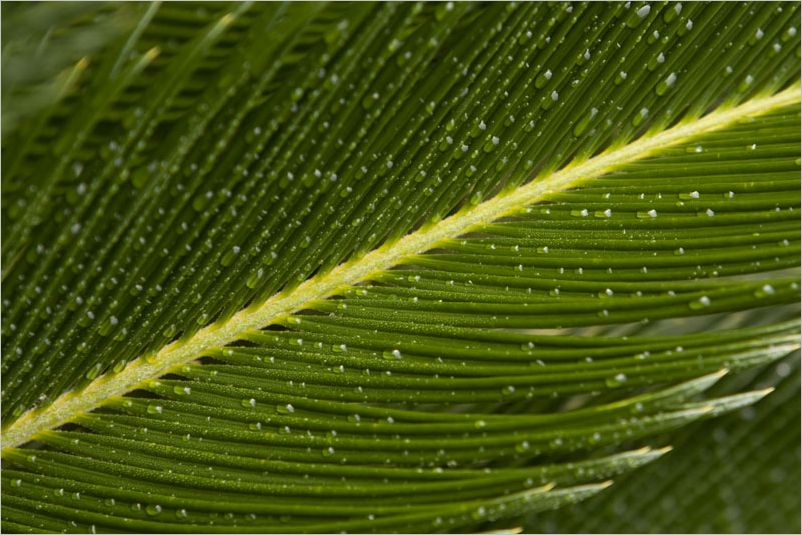 Evergreen Dew DeWane Stone